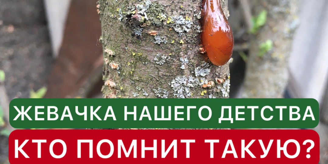 Жевачка нашего детства