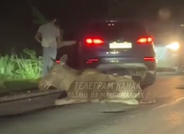 Под Казанью вечером сбили лося — видео