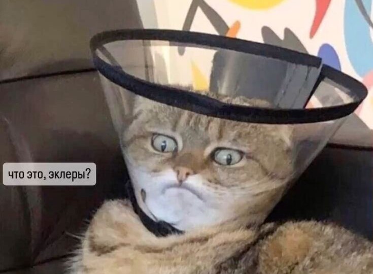 Кото-мемы порция позитива