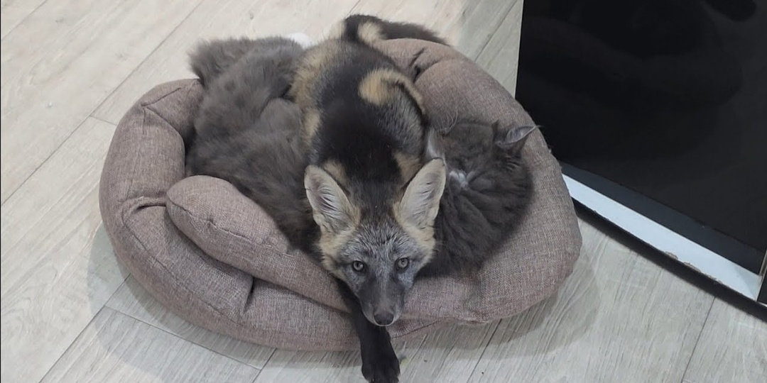 Лиса Фокси спит с кошкой