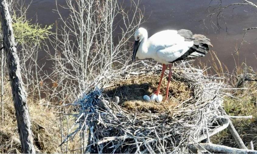 В Норском заповеднике нашли одно из самых северных гнезд дальневосточного аиста