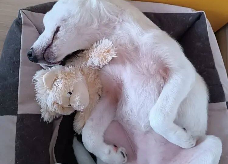 🐕 Ищет маму и папу маленькая Наденька ❤️