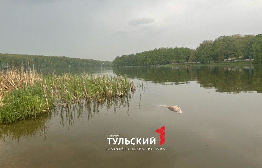 На пляже на Воронке в Туле замечена мертвая рыба