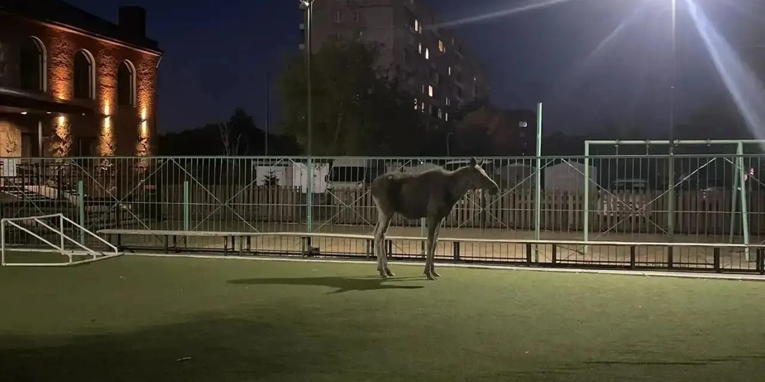 В Омске лось забрел на детскую площадку