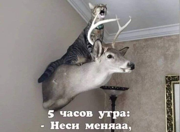 Прикольные мемы с заерушками