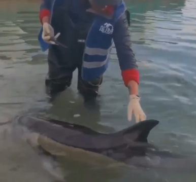 В Черном море спасают дельфина: срочно нужна помощь