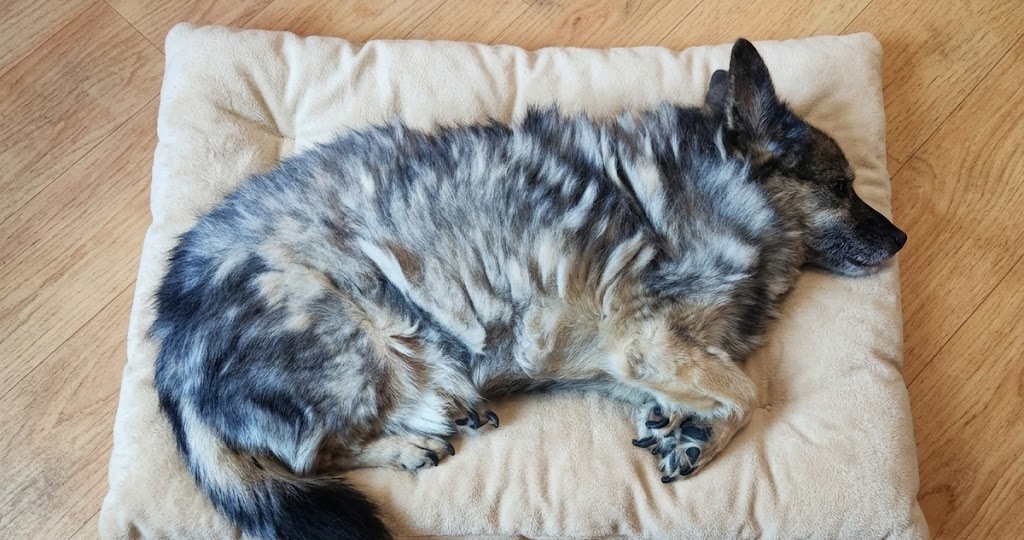 👴🧓 Последняя гавань для одиннадцати: история Мирры 🐾