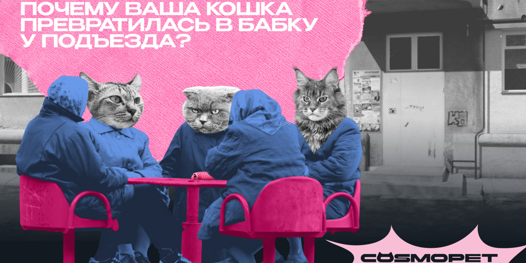Ваша кошка превратилась в бабку у подъезда