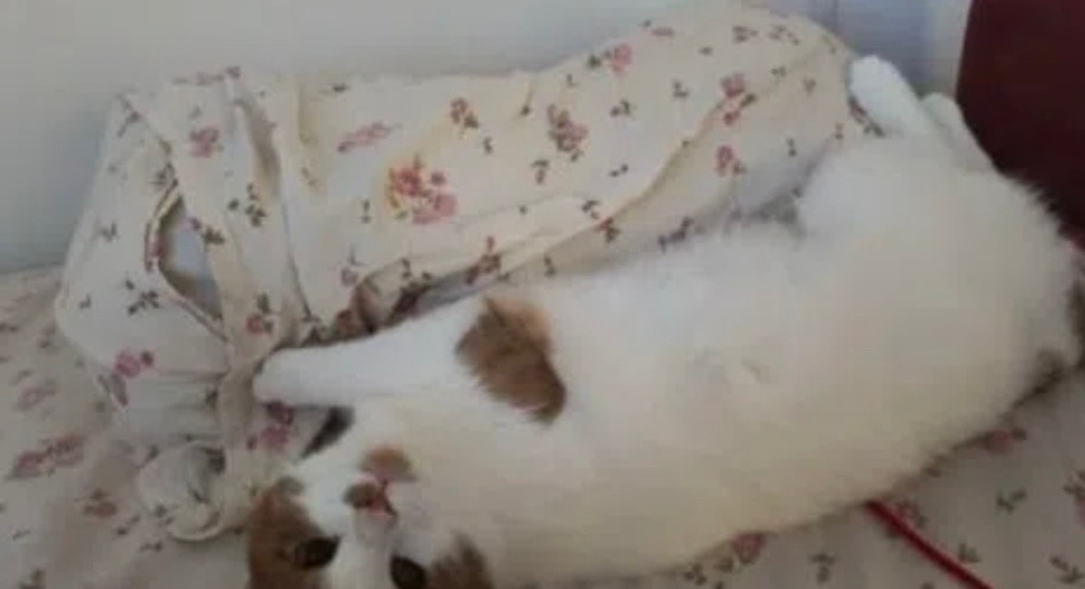 🐾Привет из дома от котика Бруно 🏡