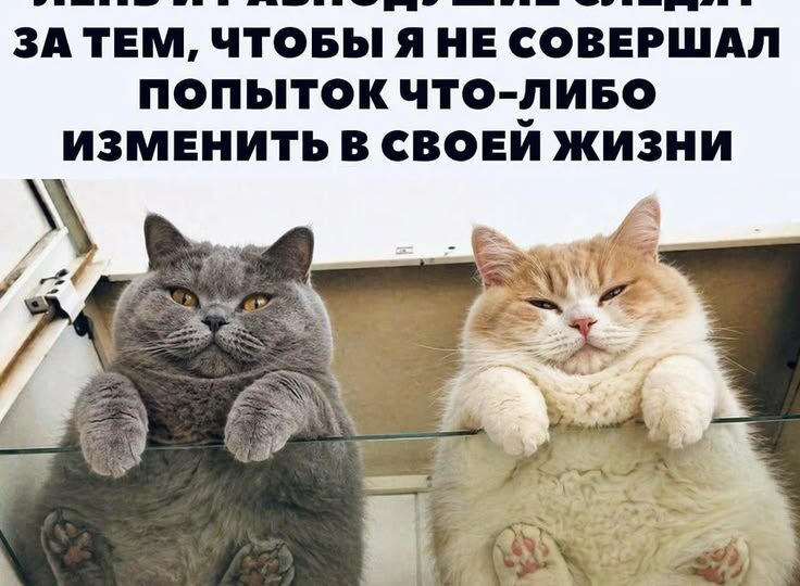 Веселые мемы свежая подборка