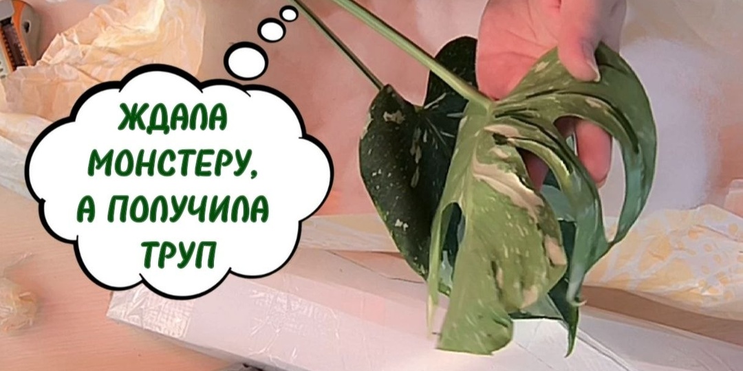 ЕЩЁ ОДИН ТРУП В КОЛЛЕКЦИЮ! НЕ ХОТИТЕ-ПОЛУЧИТЕ! 🤦 РАСПАКОВКА