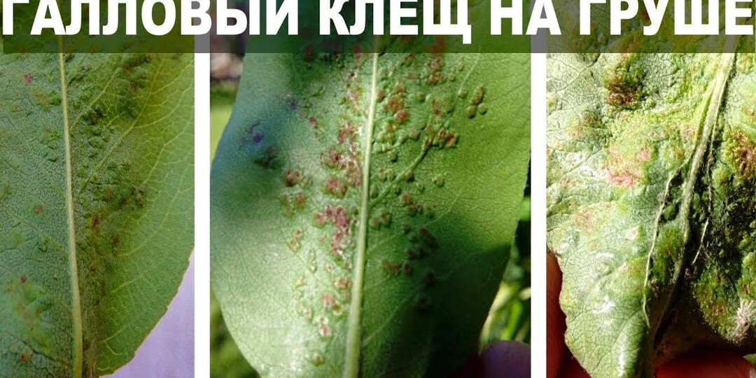 Галловый грушевый клещ и борьба с ним после цветения