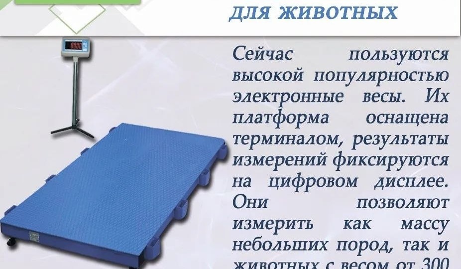 🐂 Взвесить быка 2000 кг без стресса? Платформенные весы с влагозащитой для фермы