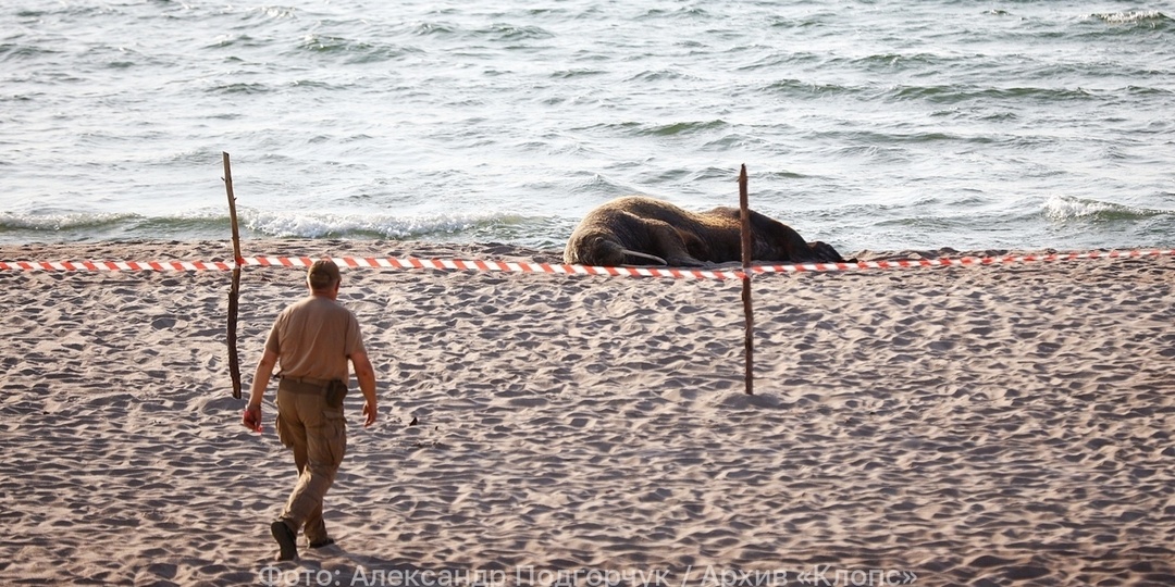 У погибших на Шпицбергене моржа и белого медведя обнаружили птичий грипп