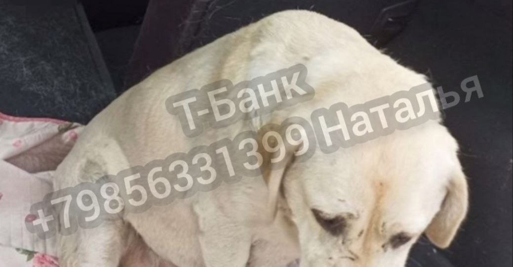 Ее использовали и сдали в отлов, помогите🙏🏻