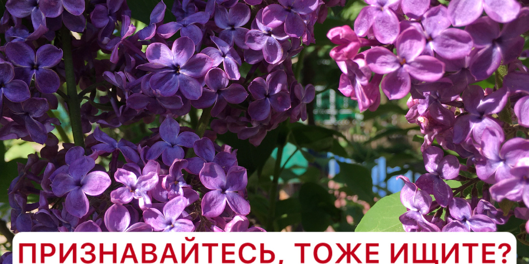 Признавайтесь, вы тоже его ищите!