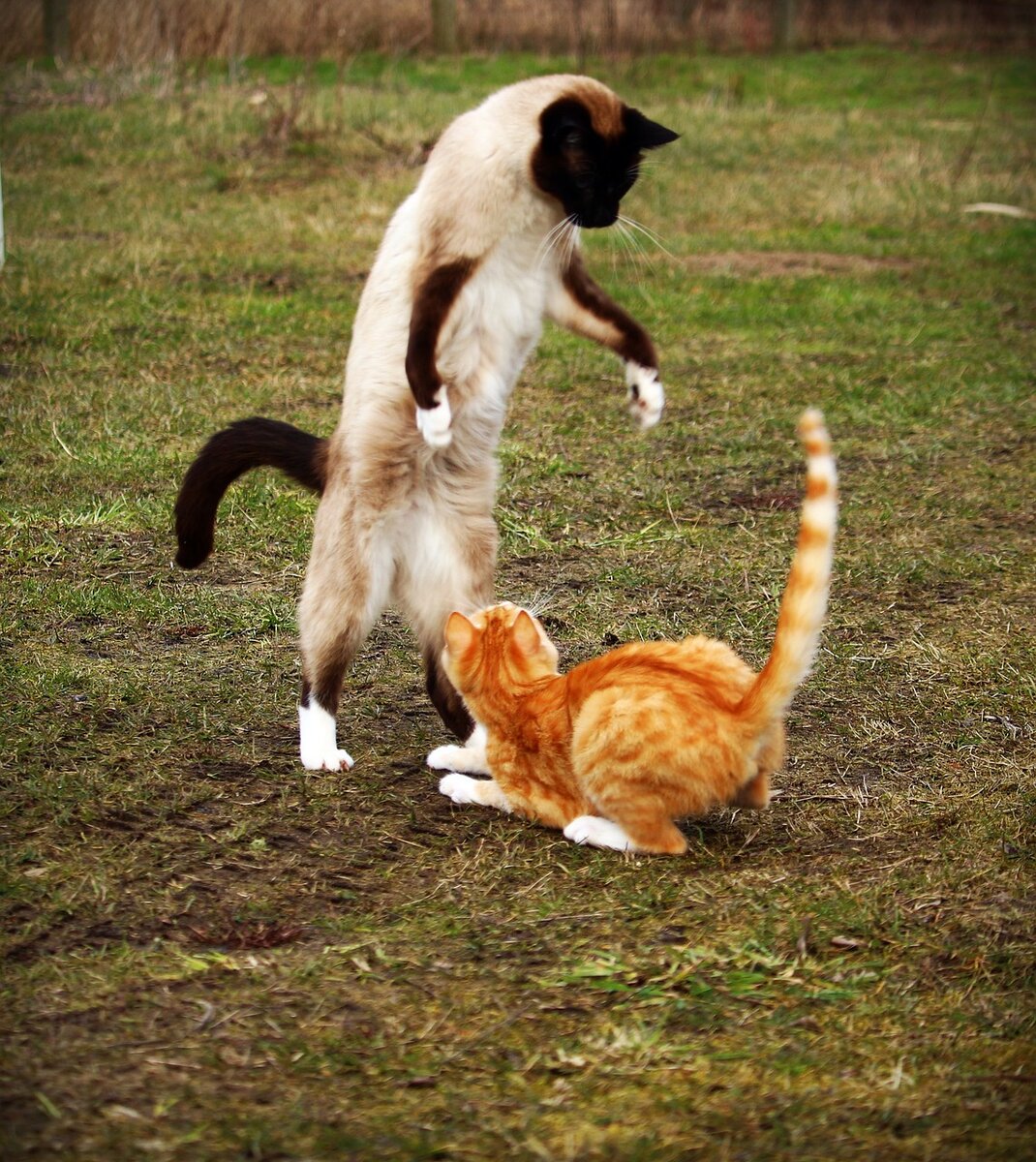 Коты дерутся