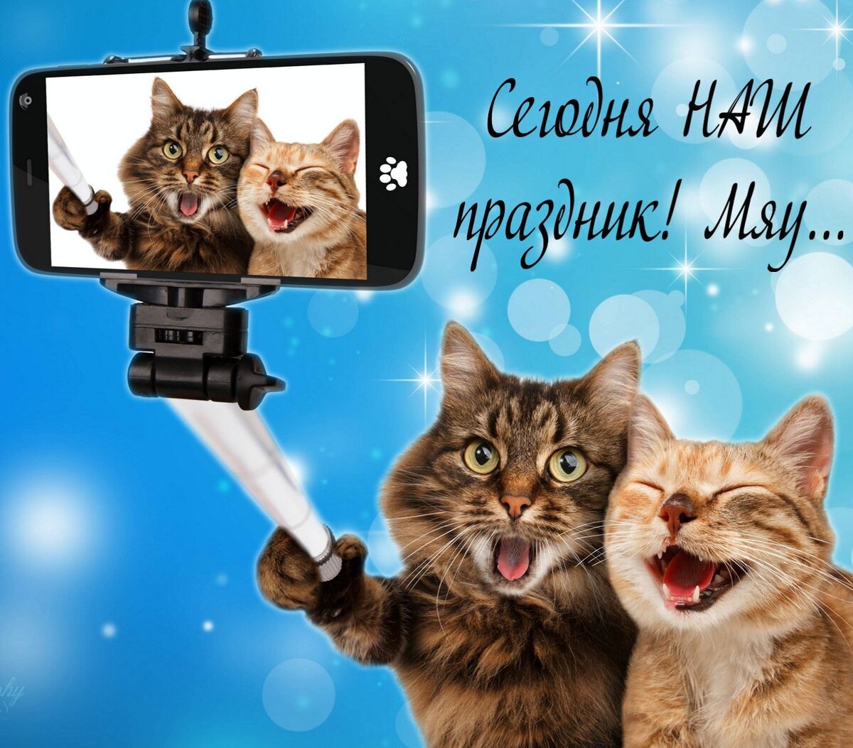 Открытки с кошками прикольные