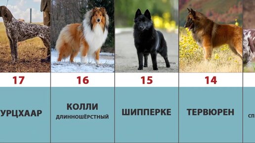 Турецкие породы собак с фотографиями и названиями Popular Dog Breeds Chart 18"x28" (45cm/70cm) Poster Dog breed names, Dog breeds