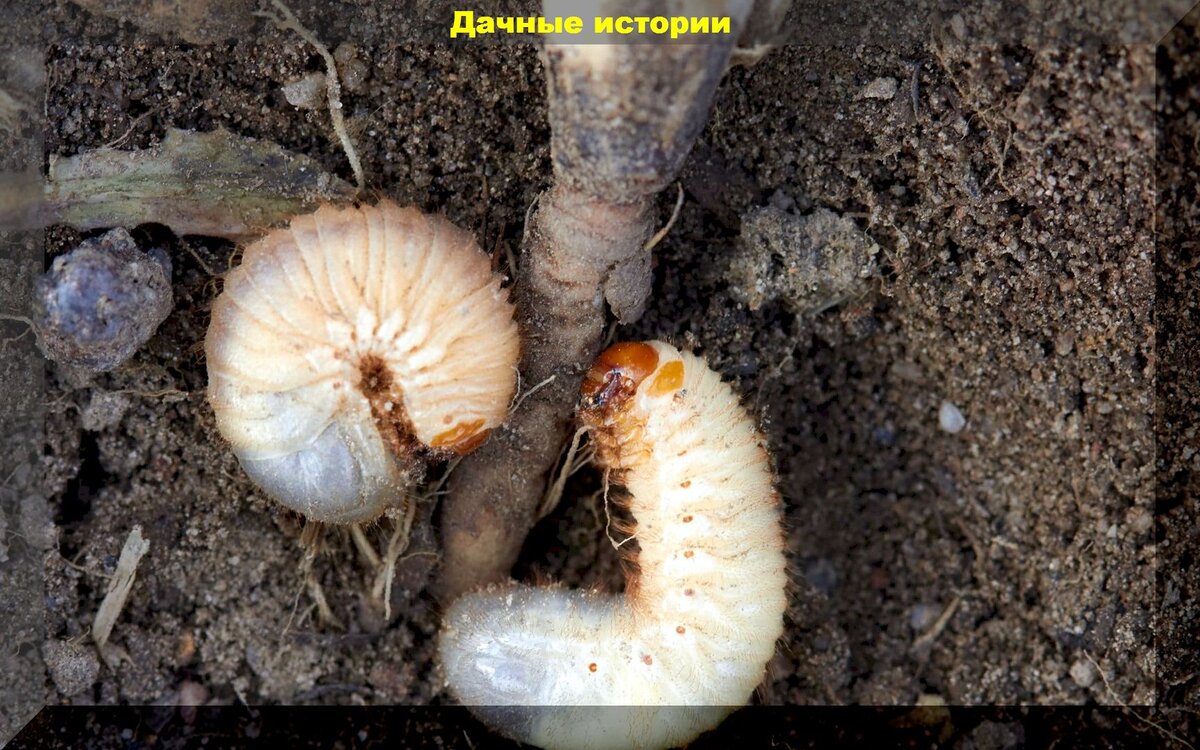 Личинка медведки фото и майского жука
