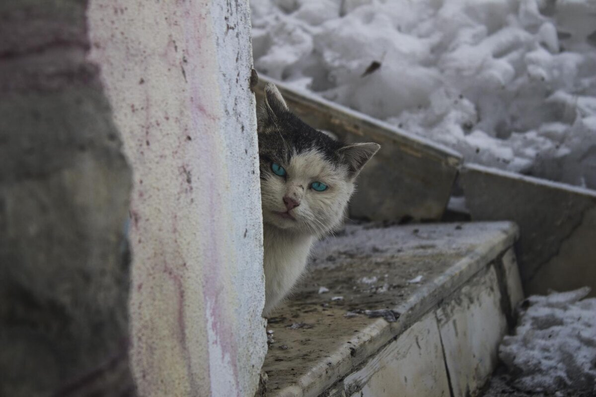 Котята на улице