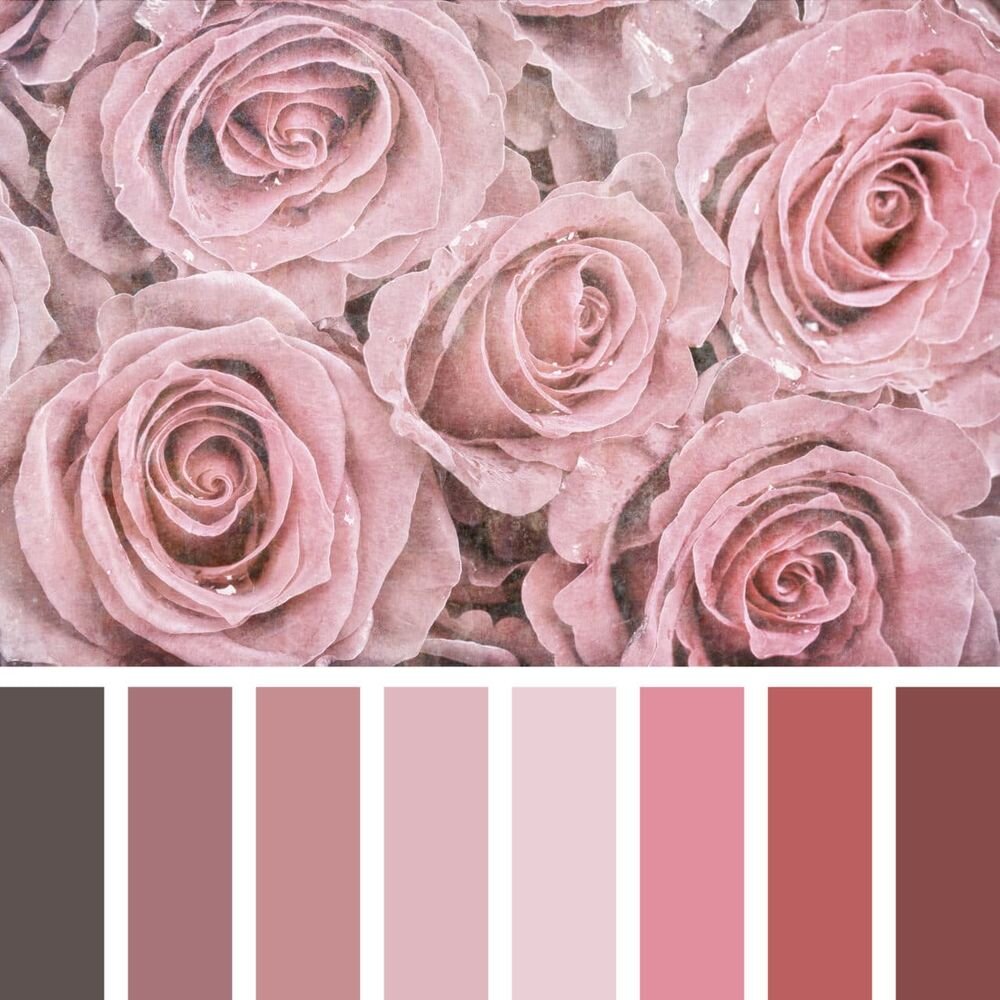 Цвет Пыльная Роза
