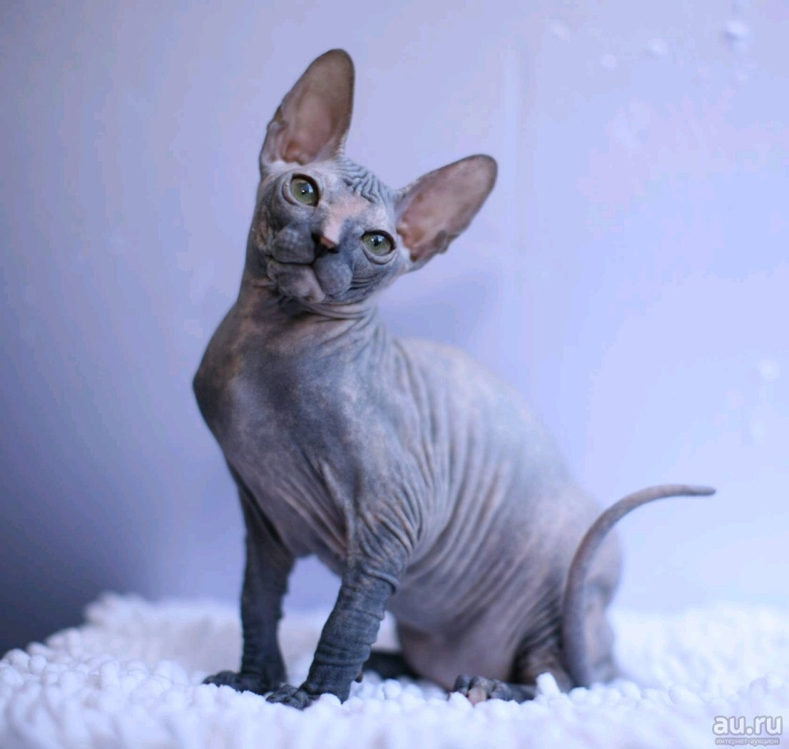 Дальневосточный сфинкс кот