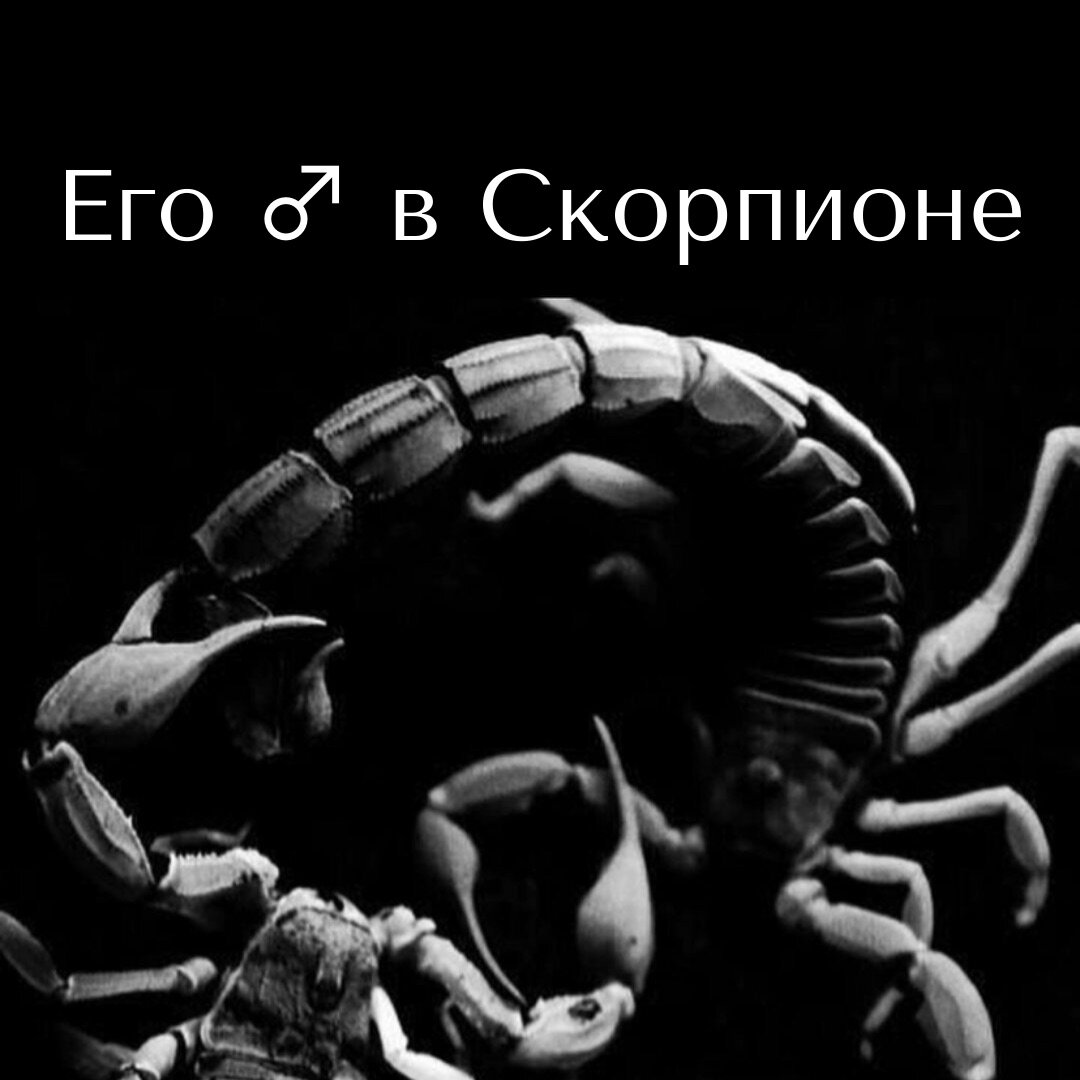 Картинка скорпиона