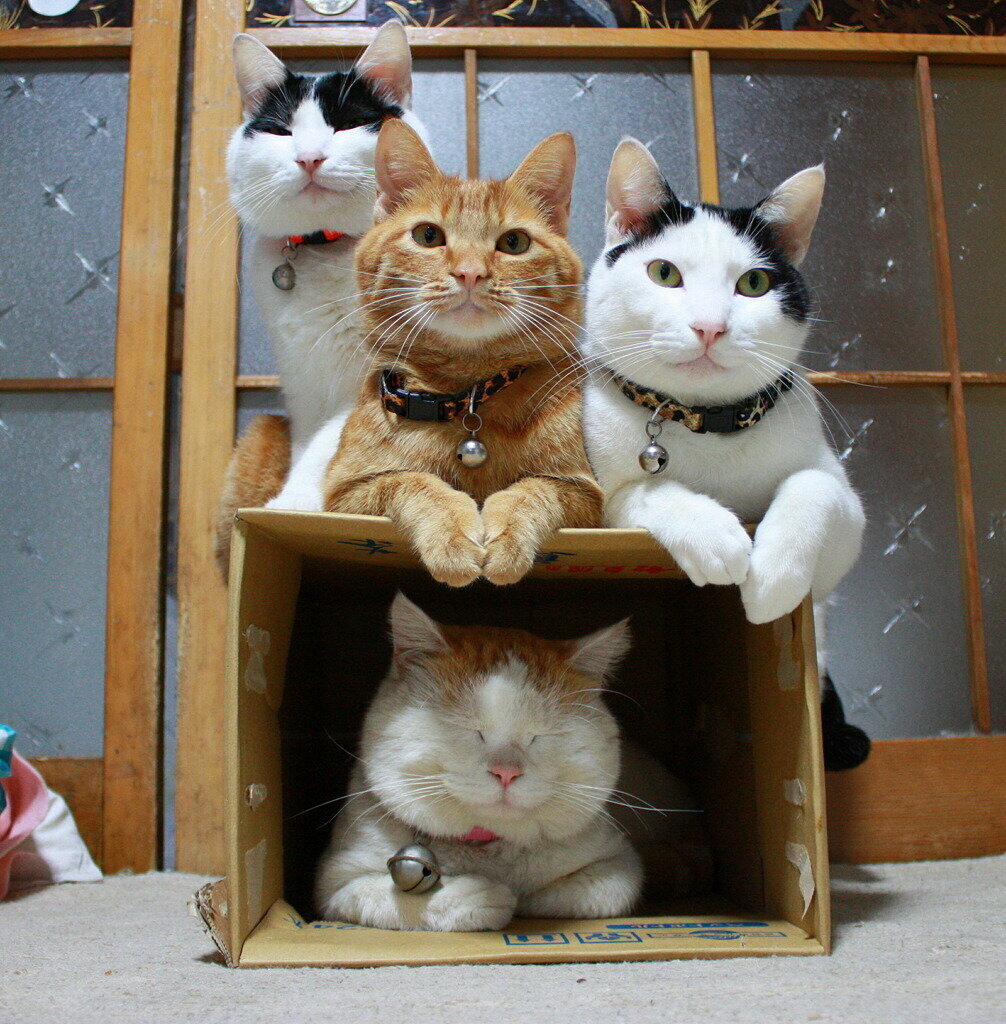 4 кота