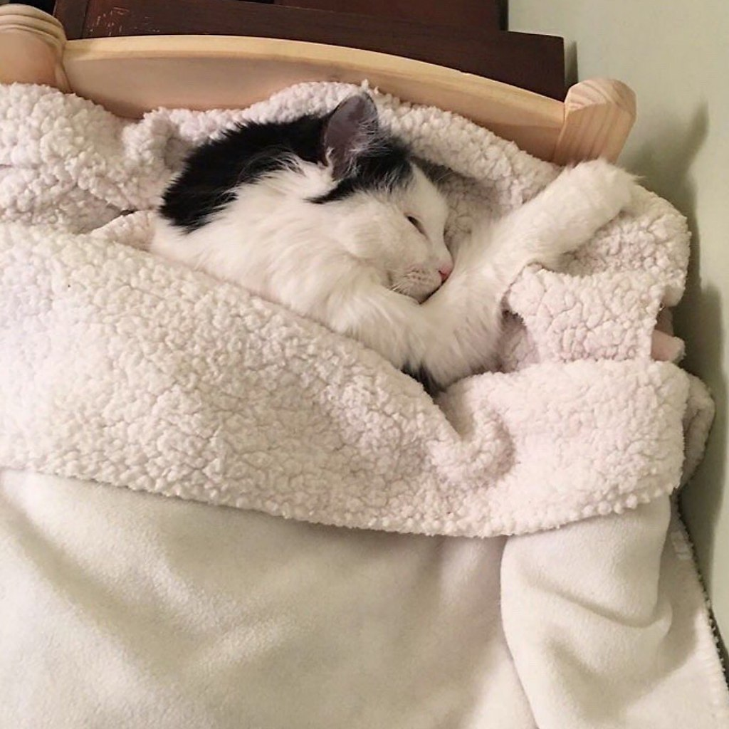 Котик в одеяле