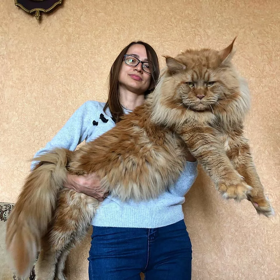 Мейн кун в год