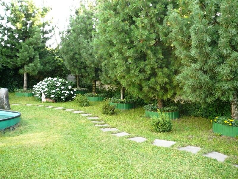 Сосна На Даче