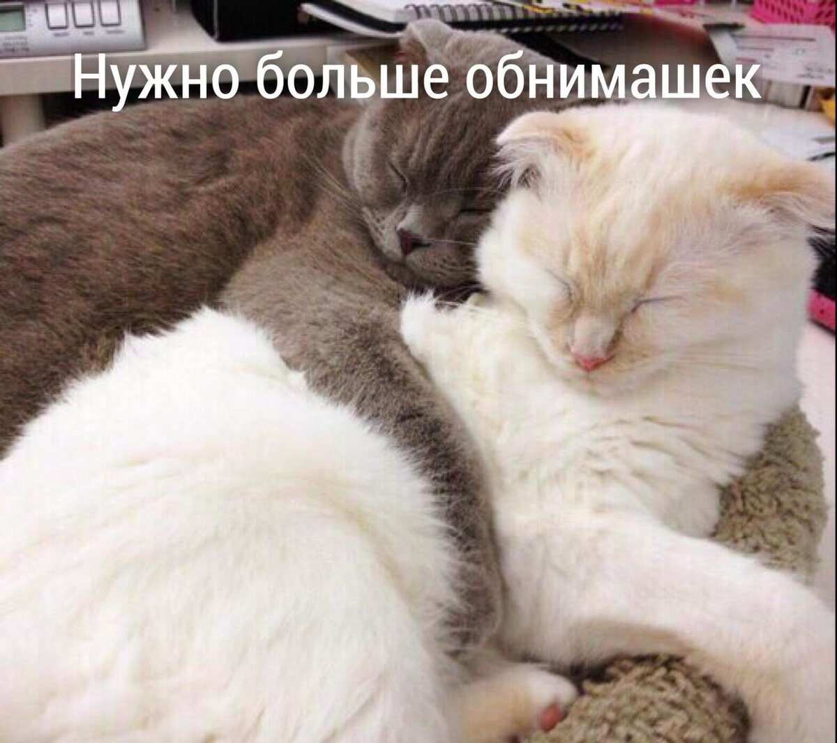 Кот обнимашки