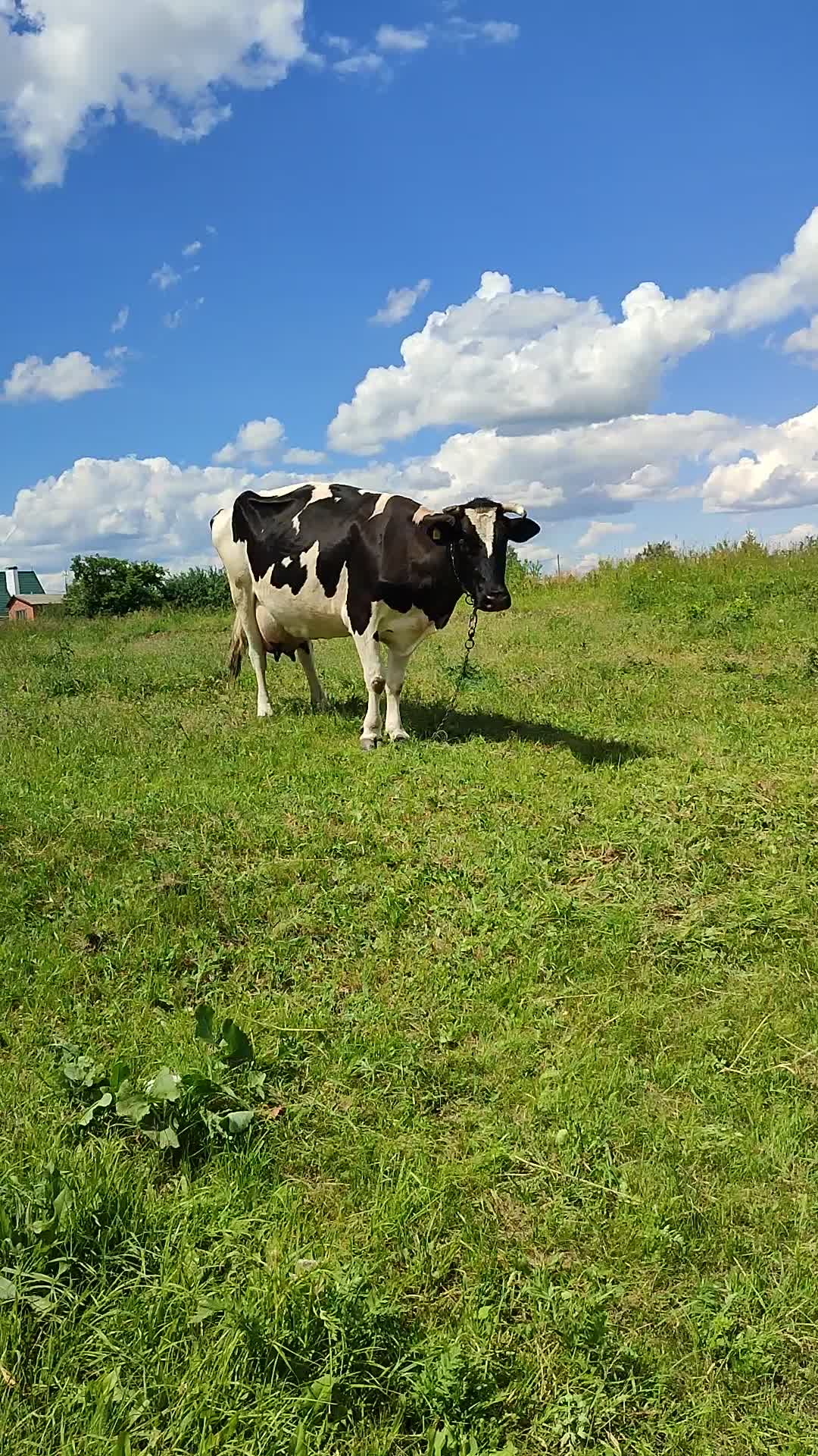 Коровы на лугу