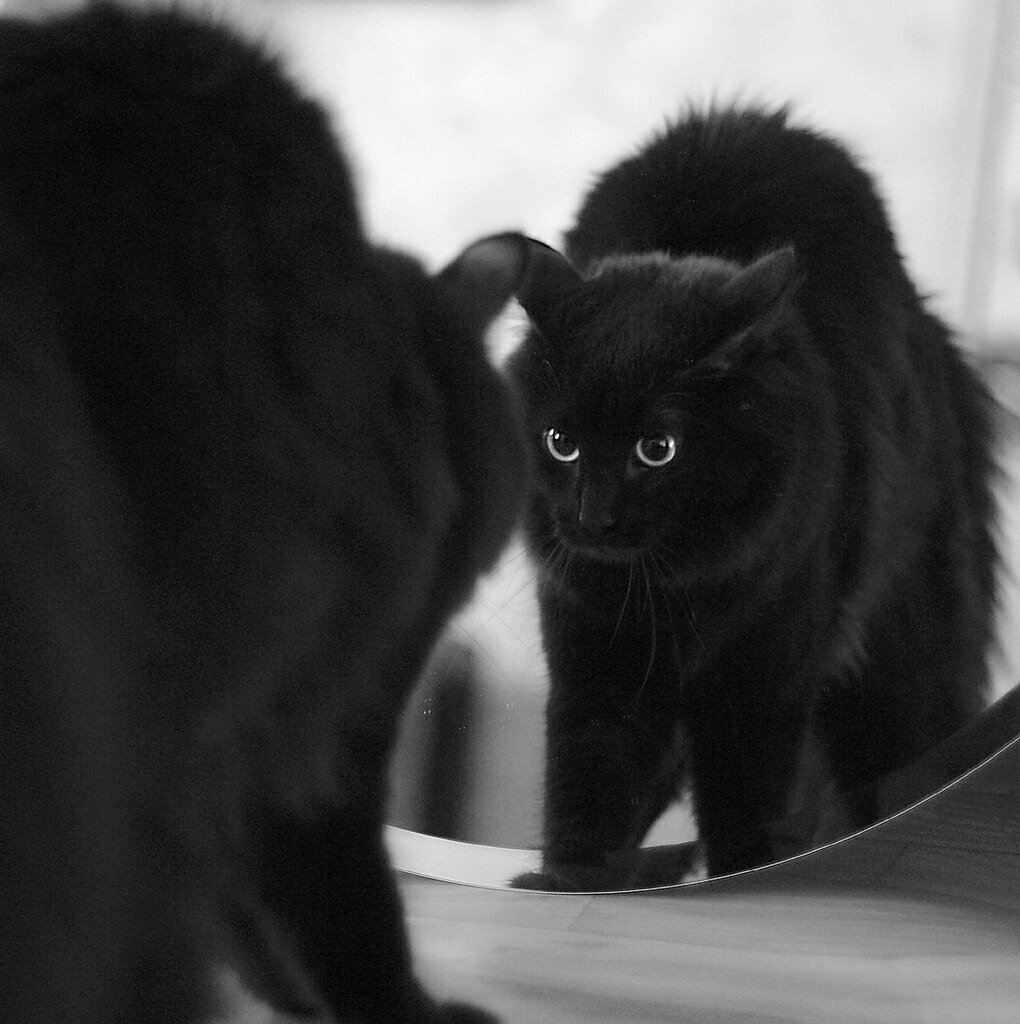 Черный котенок смешной