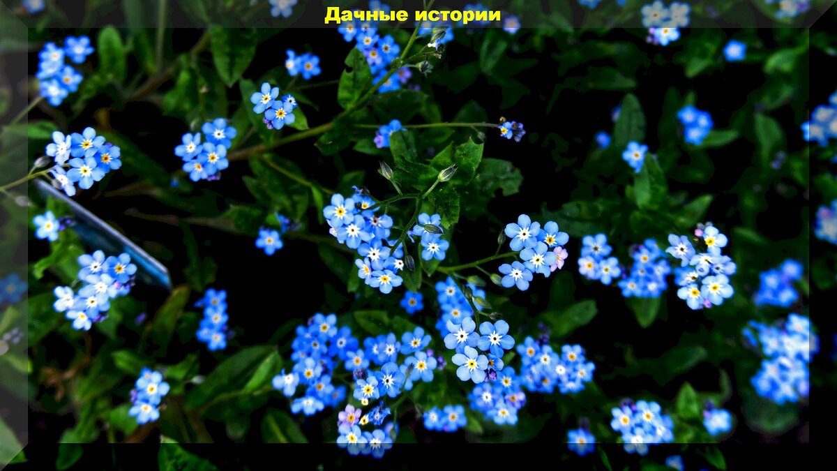Незабудки цветы крупным планом красивое