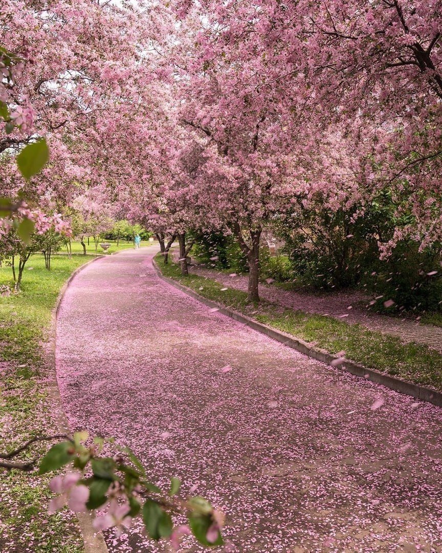 Вишневый сад фото сада
