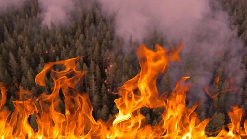 план выполнения работ по тушению лесного пожара. бульдозер тушит лесной пожар саратов. авиалесоохрана тушение. лесной пожар авиалесоохрана. лесные пожары или тайфуны на сахалине.