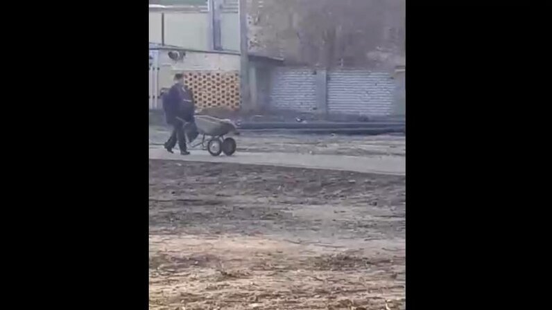 Травля в брянске. Травля в брянске. Медведица напала на троих с собакой. Травля в брянске. Отравленные птицы падают на головы людей.