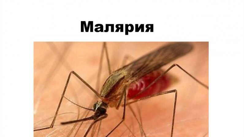 Почему для борьбы с малярией