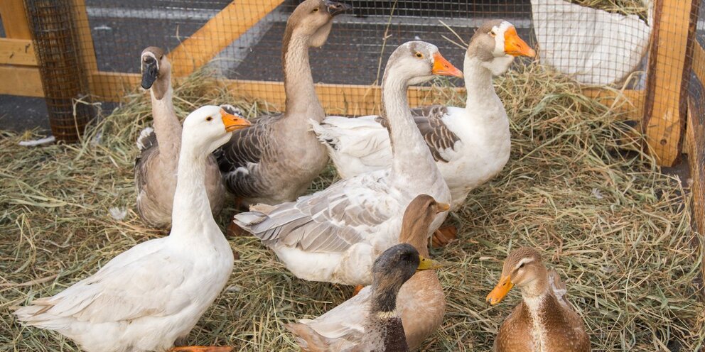 Гусь военный. Фламинго учебник для малышей арифметика. 10 гусей. Посчитай гусей. Холмогорская порода гусей.