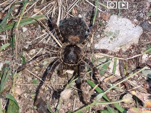 Какой самый большой паук в беларуси фото На этой неделе в Беларуси будет жарче, чем в Африке: Новости