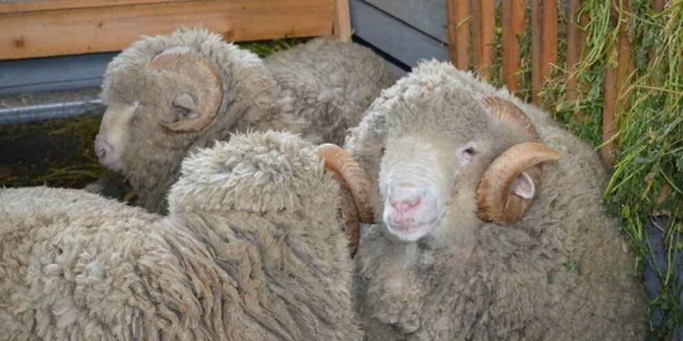Фото продажа ставропольский край овцы