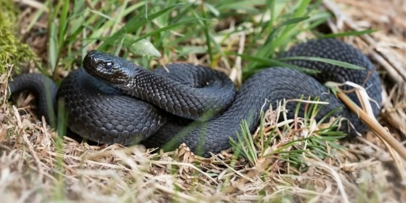 In Rybinsk, the viper bit the student In Rybinsk district, a teenager who was re