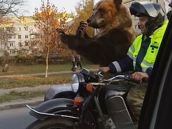 Медведь на мотоцикле фото