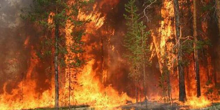 Пожар в Сосновом Бору. Горящий Сосновый Бор. Горящие сосны пожар. Лесные пожары ленточных боров.