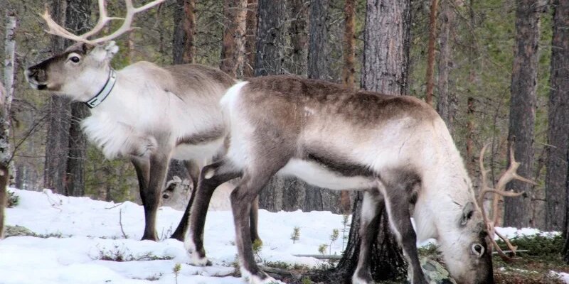 Теленок северного оленя 5 букв. Теленок северного оленя 5 букв