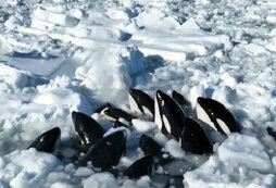 наталья королева 2020. кристен белл 1996. лариса савицкая выжившая в авиакатастрофе. убийцы кристины дураевой. жена попала история.