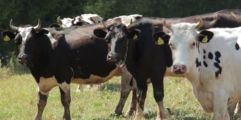 календарь игр хк сибирь 2022 2023. валентин пьянов хоккеист сибирь. хк сибирь матчи 2022. сибирь хоккейный клуб. сибирь игры 2023.