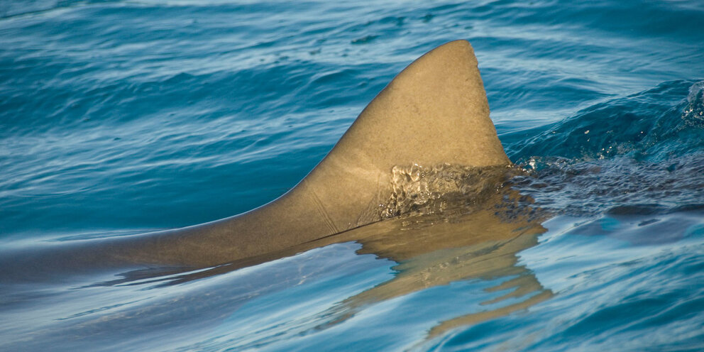 зоолог дроздов николай николаевич. ученый зоолог шел. николай дроздов 2021. дроздов николай николаевич в мире животных. ведущий в мире животных николай дроздов.